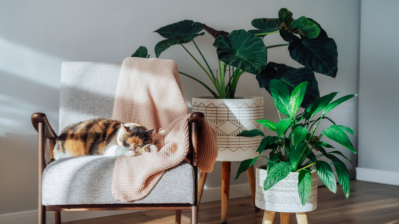 Stilize saksı bitkileri ile iç mekan