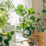 Aldi'nin dalgalanma ekicileri bir Boho bitki sevgilisinin rüyasıdır