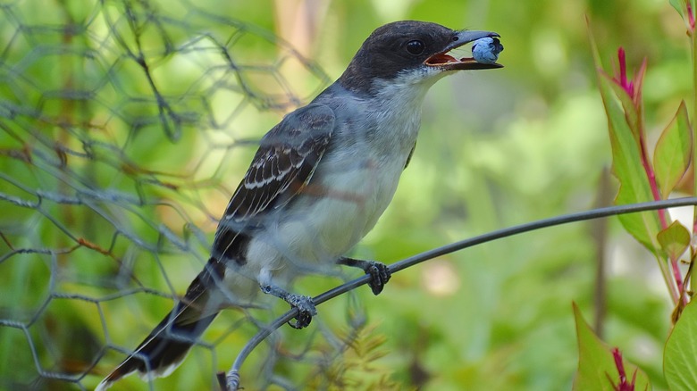Yaban mersini yiyen bir doğu kingbird