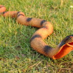 Bir yılan tuzağı kullanmak aslında sinir bozucu kuşların ekin yemesini durdurur mu?