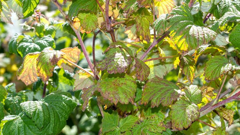 Ahududu çalılarında benekli yapraklar