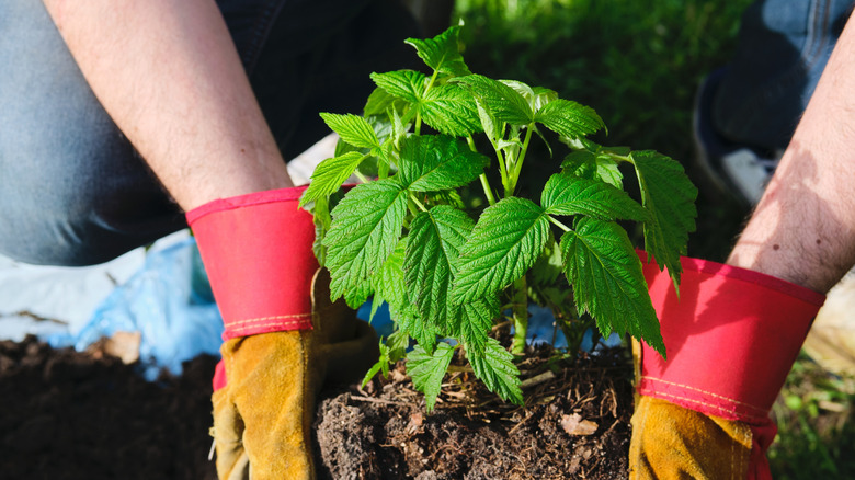 Toprakta ahududu çalı fidesini dikmek