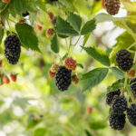 Neden aynı yamada siyah ahududu ve kırmızı ahududu yetiştirmemelisin