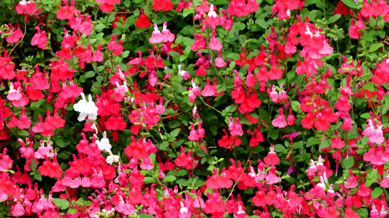 sıcak dudaklar salvia bitkisi tam çiçek