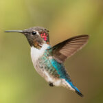 Bahçe haline gelen çarpıcı kırmızı çiçek, sinek kuşlarını çekmek için olmalı