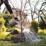 Bu meyve üreten bitkiyi yetiştirdiğinizde kuşları ve arıları çekmek daha kolaydır.