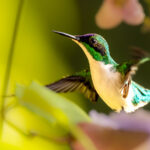 Alanınızı bir sinek kuşu cennetine dönüştürecek 12 çiçek