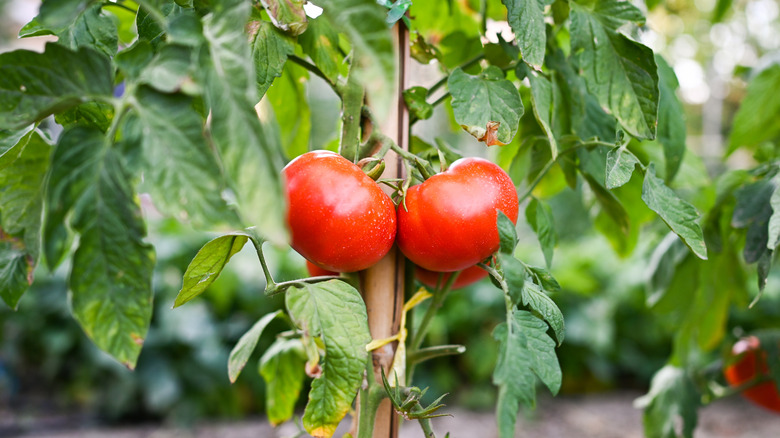 Bahçede büyüyen Bushsteak domateslerinin closeup fotoğrafı