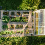 Bahçenizdeki alanda kısaysanız büyümek için en iyi kompakt domates çeşitleri
