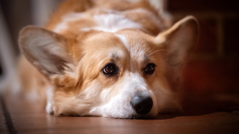 Corgi yerde yatıyor