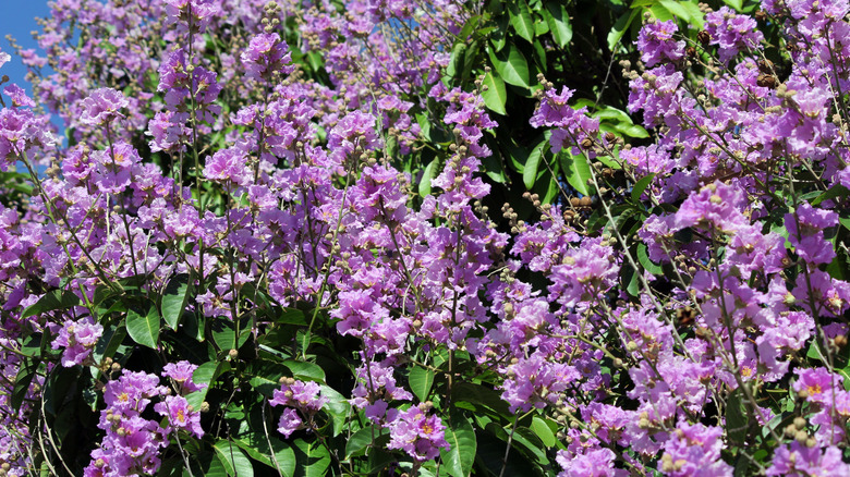Bir krep mersin üzerinde mor çiçek