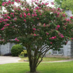 Küçük bahçenizi devralmayacak çiçekli, hızlı büyüyen bir ağaçla güzelleştirin