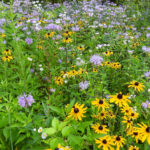 Bahçeniz için Prairie Garden Trend'e bakmak neden yararlı olabilir?