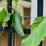 Çantalarla salatalık için bir DIY kafes yapın