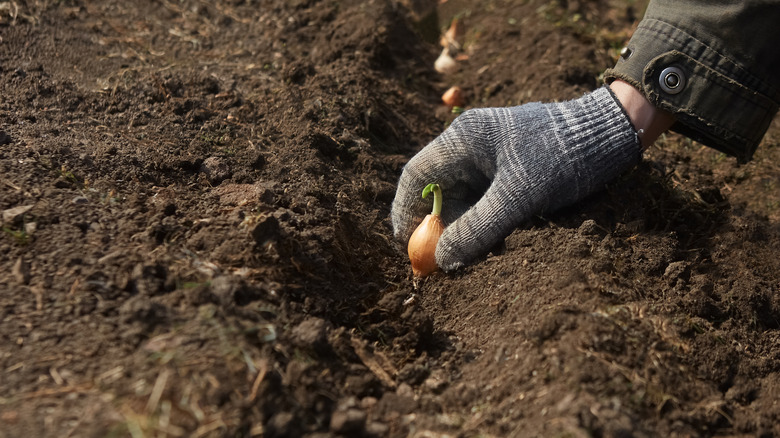 Bir kişi, bahçe yatağına kazılmış bir siperde sette bir soğan diker