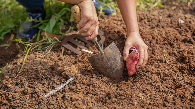 Bir kişi, diğer eliyle filizlenen tatlı patates dikerken bir elinde bir kürek tutar