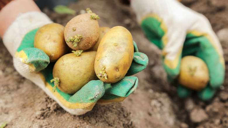 Bir kişi bir eldivenli elinde bir demet tohum patates tutar ve onları diğeriyle toprağa diker
