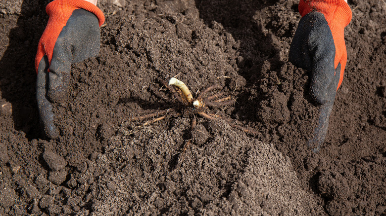 İki eldivenli el, bir bahçe yatağında bir kuşkonmaz çıplak kök tacı üzerine toprağı iter.