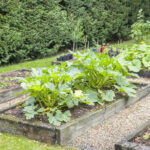 Tohumdan büyümekten kaçınmanız gereken popüler bahçe sebzeleri