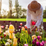 Asla bir lale buketine eklemeniz gereken popüler bahar çiçeği