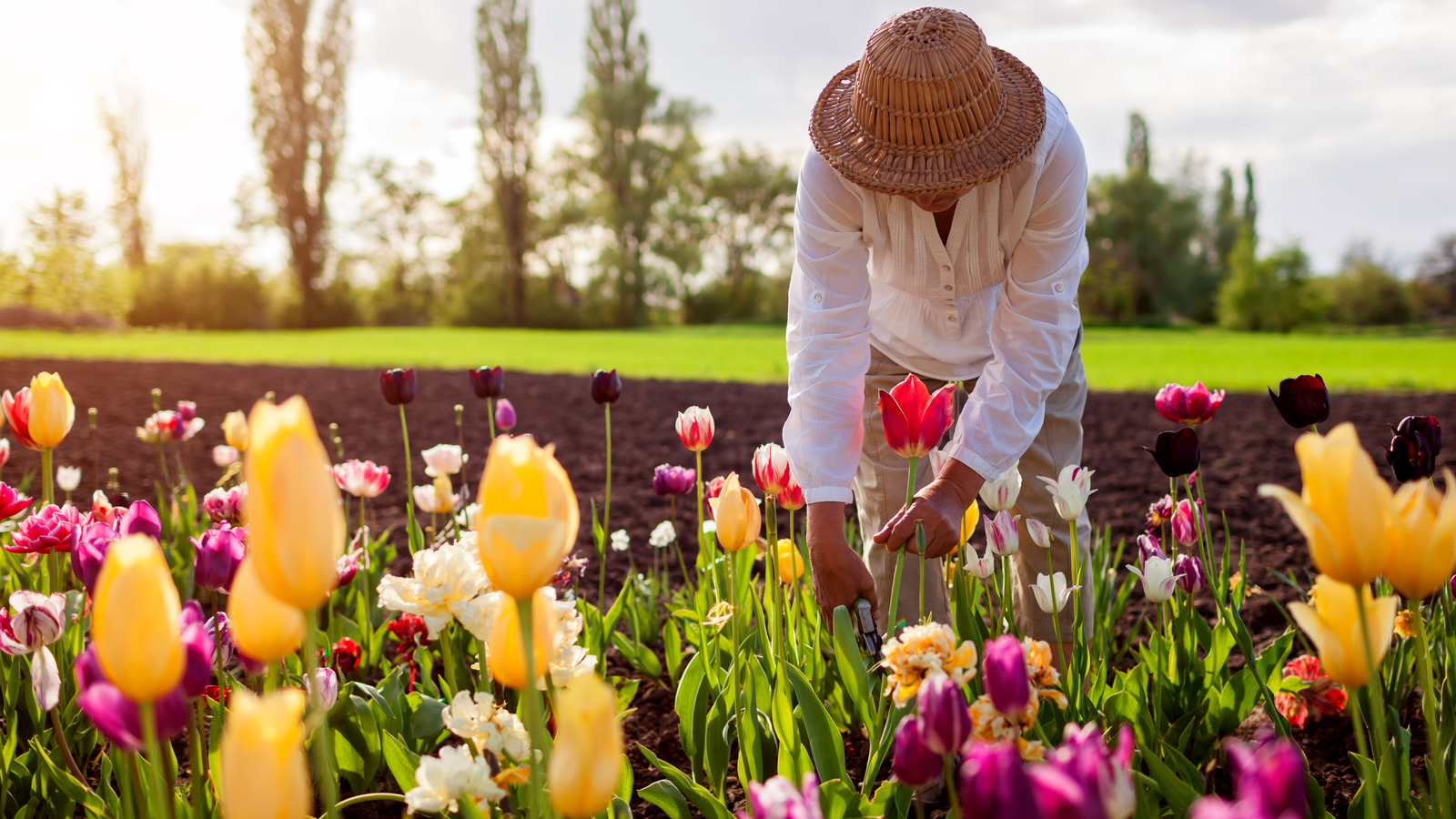 Asla bir lale buketine eklemeniz gereken popüler bahar çiçeği