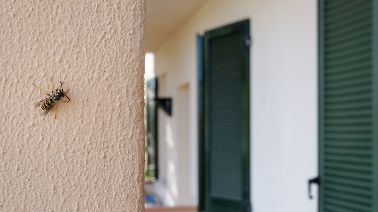 Basit, yüksek dereceli bir çözümle eşekarısı evinizden uzak tutun