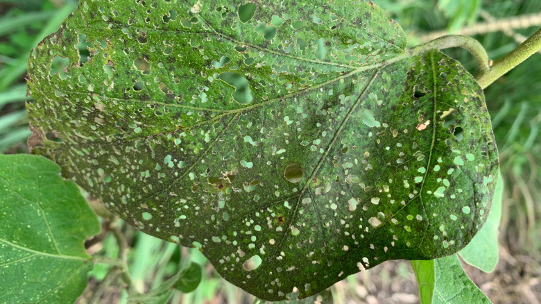 İçinden çiğnenmiş bir patlıcan yaprağının yakınlığı