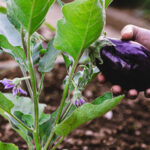 Patlıcanlarınızın öldüğüne dair işaretler