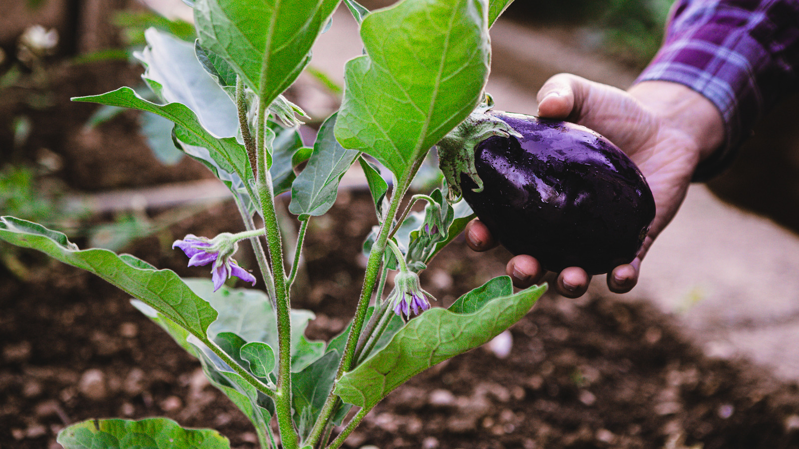 Patlıcanlarınızın öldüğüne dair işaretler
