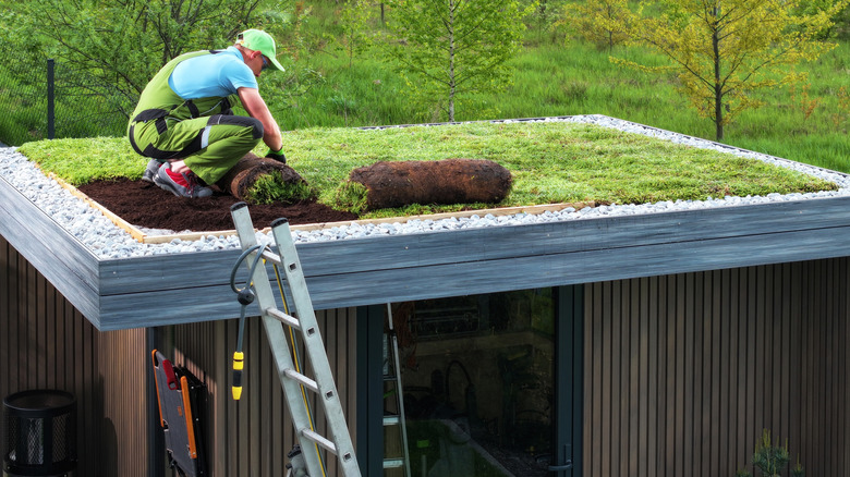 Küçük bir binanın düz çatısına çim koyan bir adam