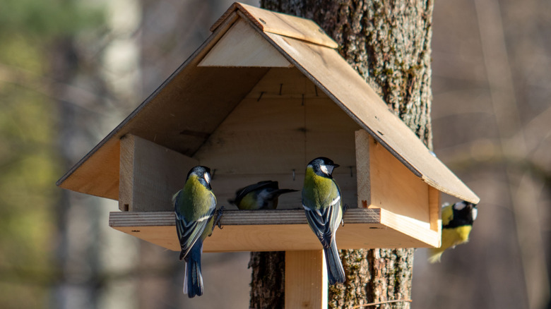 Dört tüylü ziyaretçili açık bir kuş evi