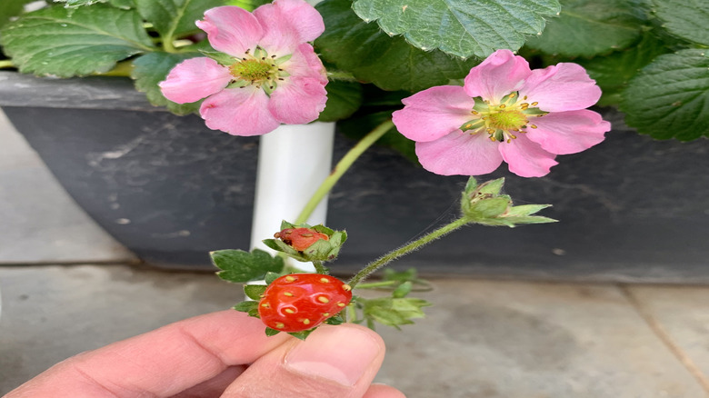 Siyah plastik ekici büyüyen pembe çiçeklerle çeşitli çilek bitkisi.