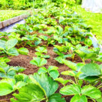 Çilek tesisindeki bu küçük detay, tüm hasatınızı etkileyebilir