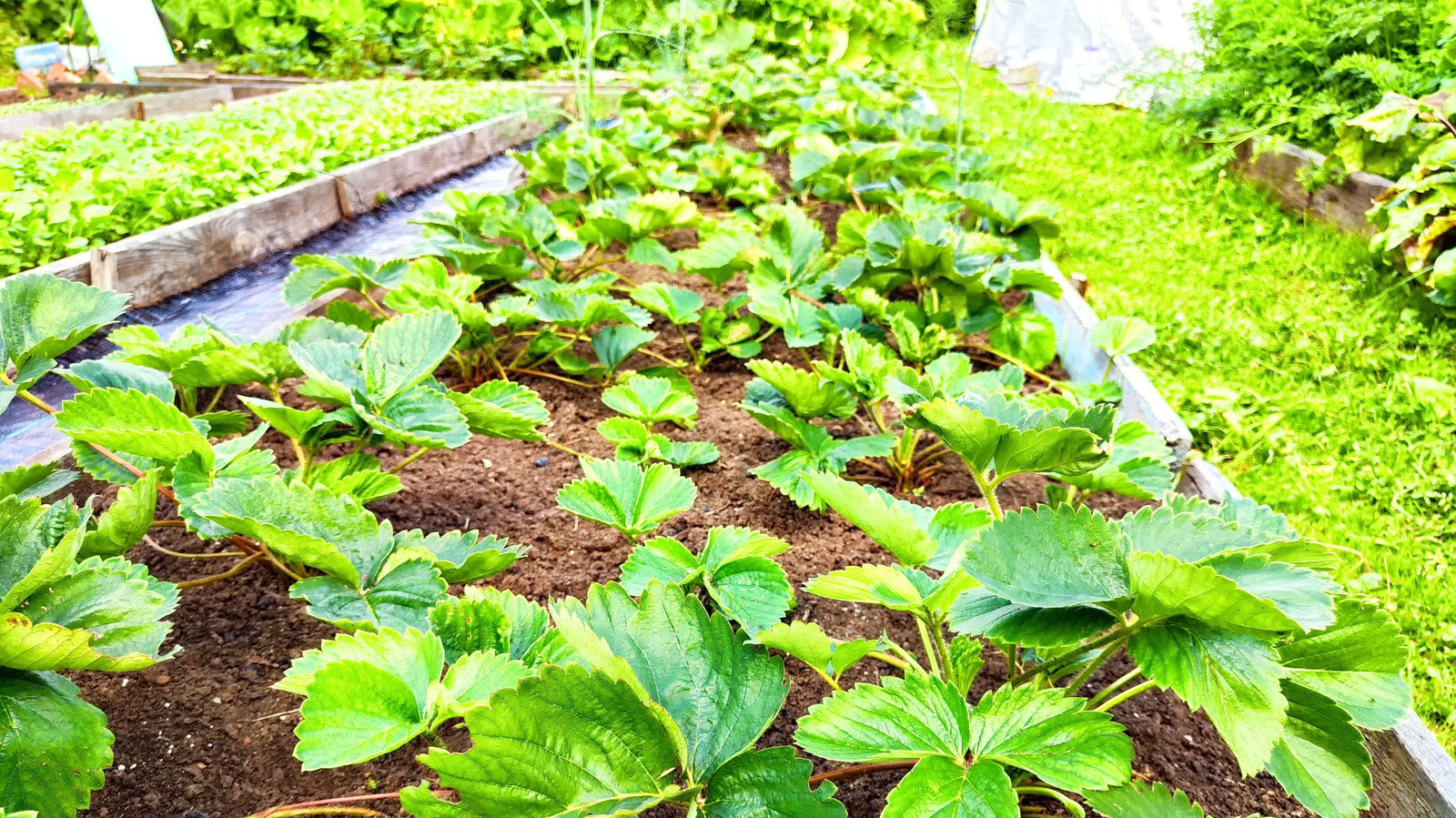 Çilek tesisindeki bu küçük detay, tüm hasatınızı etkileyebilir
