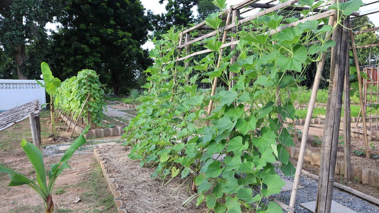 Kemirler tarafından desteklenen kabak bitkileri