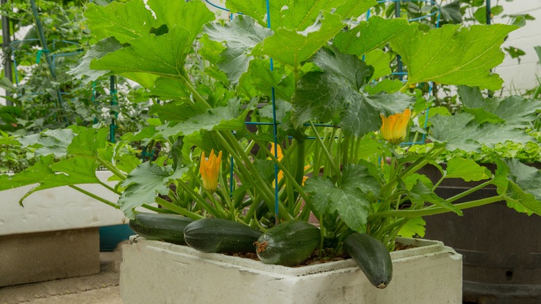 Bir kapta büyüyen kabak bitkisi