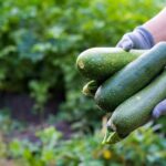 Zemine veya tencerelere kabak dikmek daha mı iyi? İşte en iyi yöntem