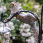 Sincapları kuş besleyicinizden uzak tutmak için gözden kaçan çözüm çok basit