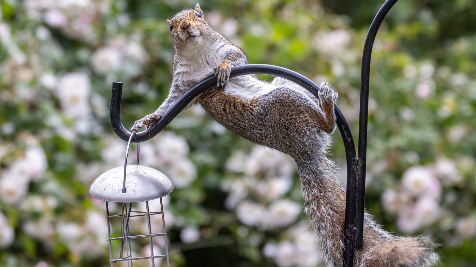 Sincapları kuş besleyicinizden uzak tutmak için gözden kaçan çözüm çok basit