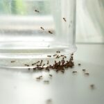 Karıncaları rahatlatıcı bir koku ile evinizden uzak tutamazlar