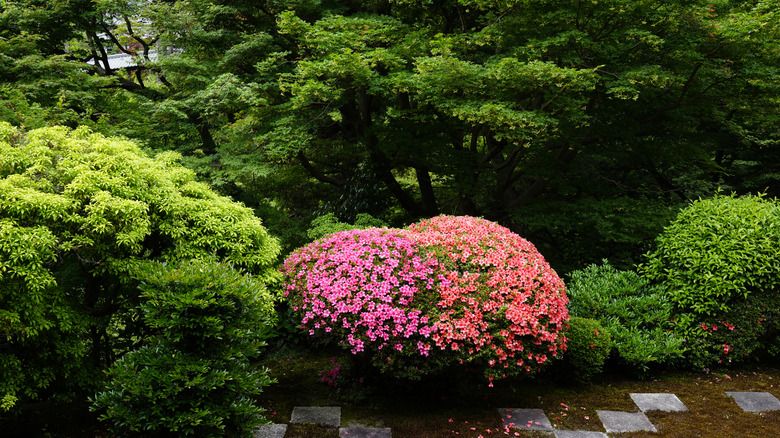 Bahçe yolu olan diğer yeşil çalılar ve ağaçlarla çevrili pembe bir Azalea çalı