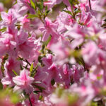 Bahçenizdeki en iyi nokta, çarpıcı çiçekler için azalas ekmek için