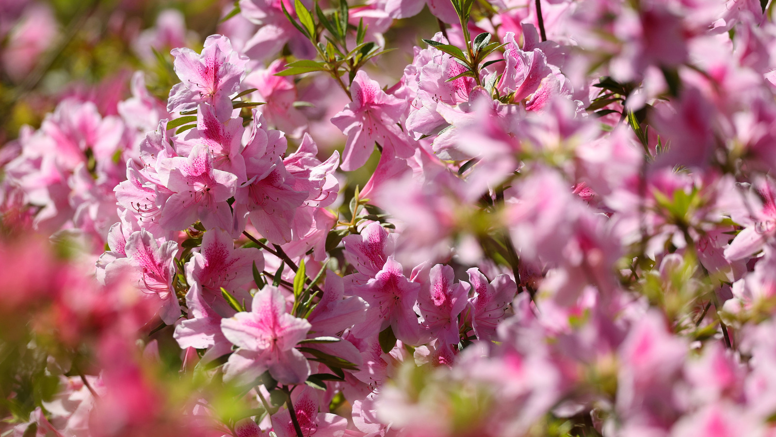 Bahçenizdeki en iyi nokta, çarpıcı çiçekler için azalas ekmek için