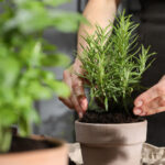 Biberiyenizi nasıl kolayca yeniden sağlayabilirsiniz, böylece gelişmeye devam eder