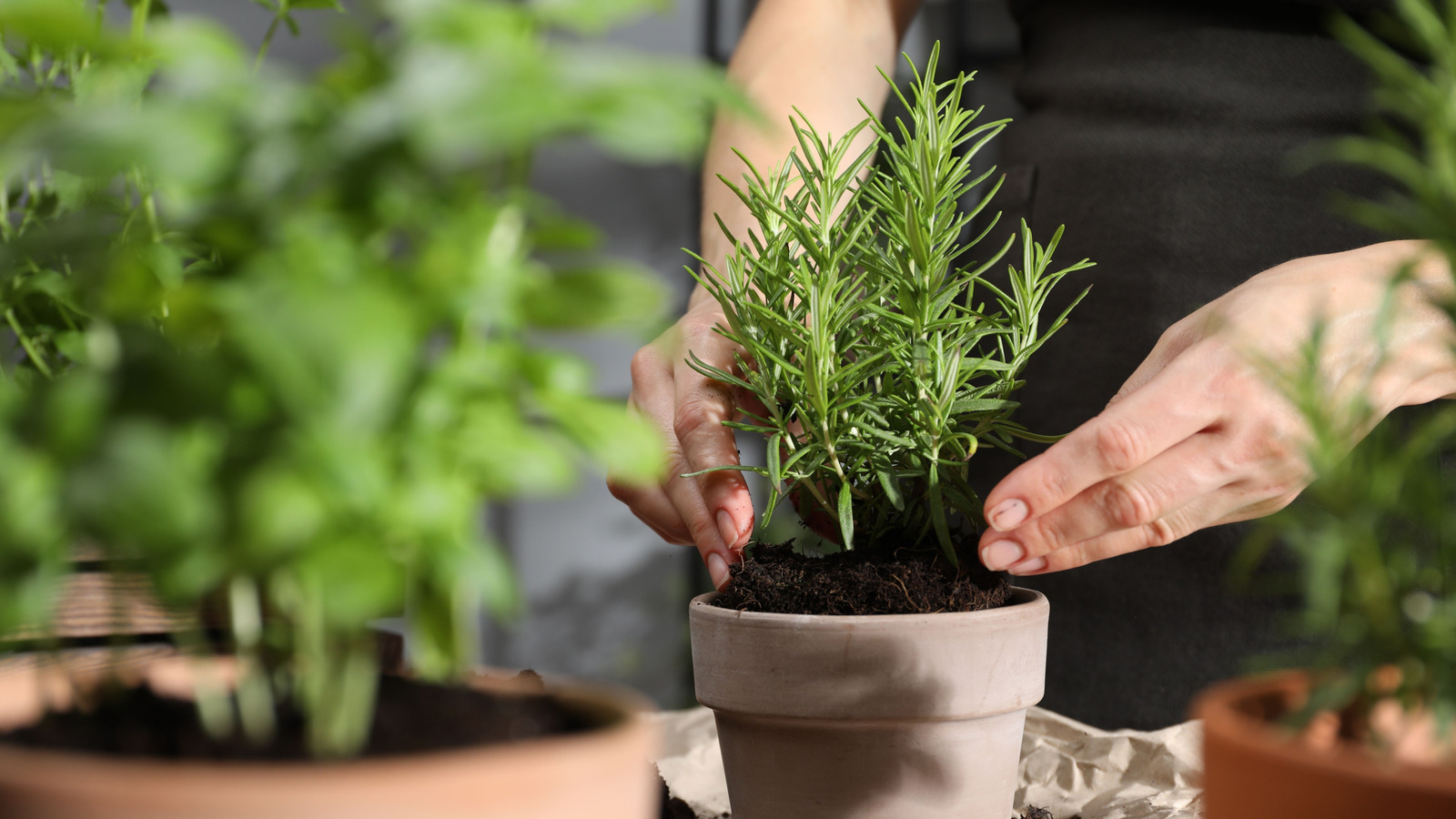 Biberiyenizi nasıl kolayca yeniden sağlayabilirsiniz, böylece gelişmeye devam eder