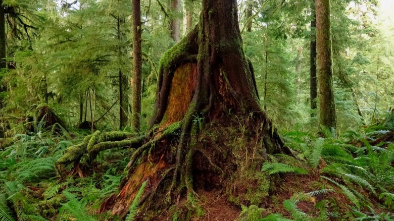 Olimpiyat Milli Parkı'nda yosun kaplı bir ağaç