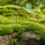 Kendi bahçeniz için yosun hasat etmekten kaçınmak istediğiniz tek yer ve neden