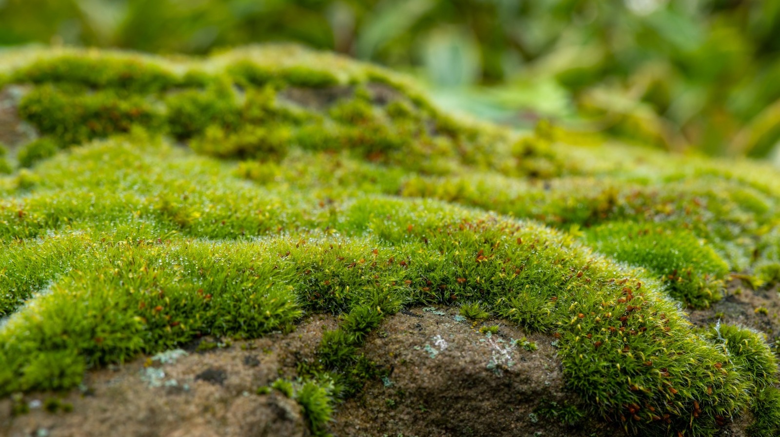 Kendi bahçeniz için yosun hasat etmekten kaçınmak istediğiniz tek yer ve neden