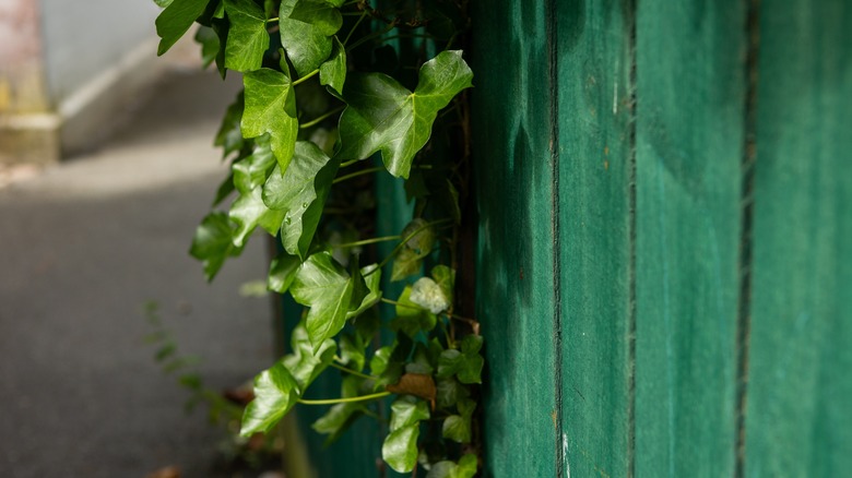 Ivy yeşil boyalı bir çitte büyür