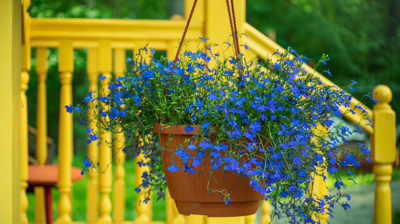 Arka planda parlak sarı bir korkuluk olan bir sundurma üzerinde asılı bir ekicide mavi kenar lobelia